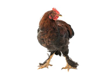 genç horoz hayvanlar 