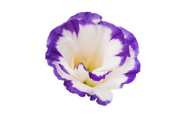 Eustoma çiçek güzel — Stok fotoğraf