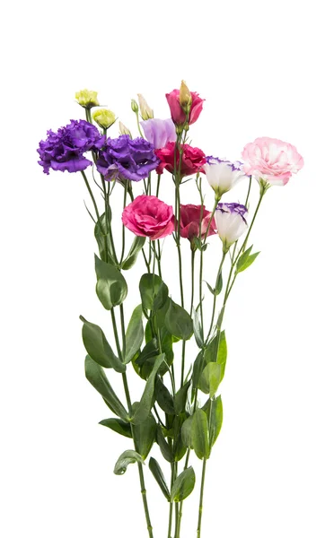 Eustoma квітка, красивий — стокове фото