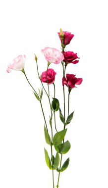 eustoma çiçek güzel