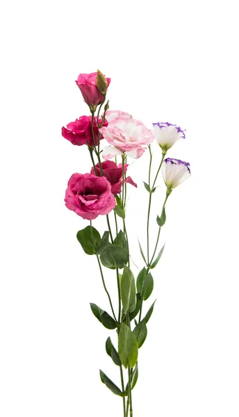 Eustoma çiçek pembe — Stok fotoğraf