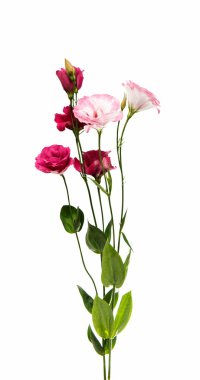 eustoma çiçek pembe