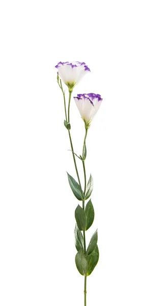 Eustoma fiore eleganza — Foto Stock