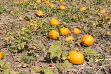 çiftlikte büyüyen balkabağı