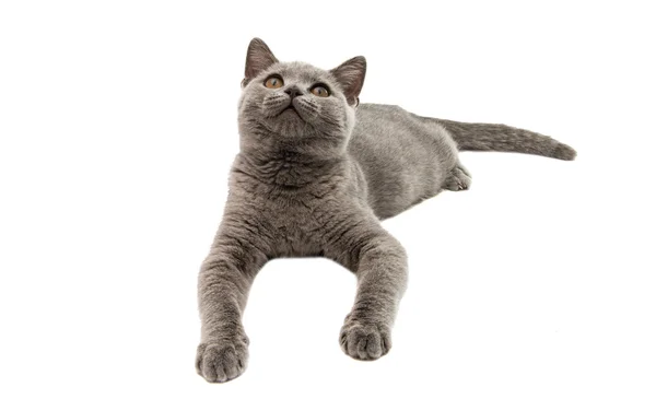 イギリス灰色の猫 — ストック写真