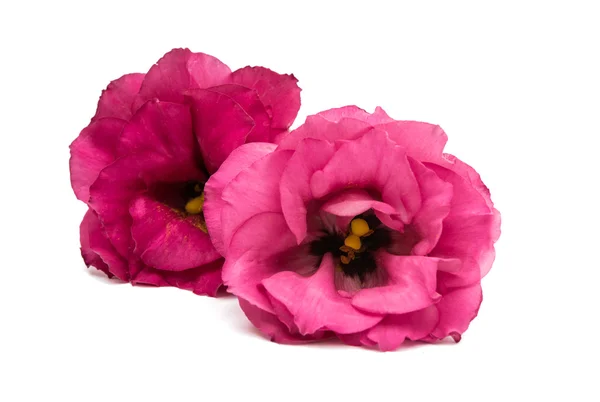 Beautiful eustoma flower — Stock Photo, Image