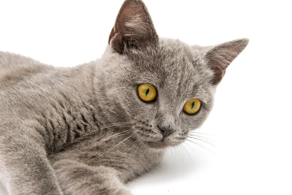 Gatto grigio britannico — Foto Stock