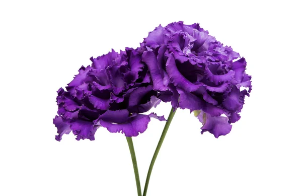 Vackra Eustomor blomma — Stockfoto
