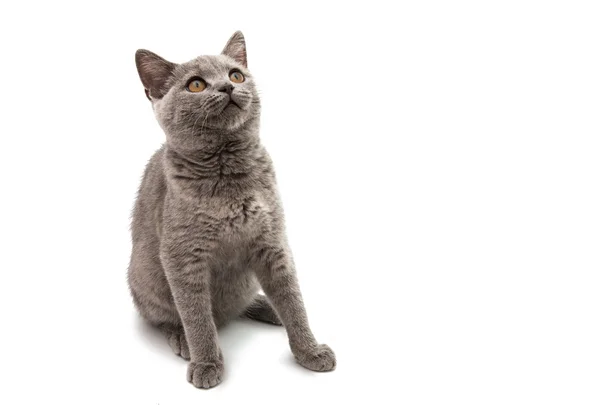 Britische graue Katze — Stockfoto