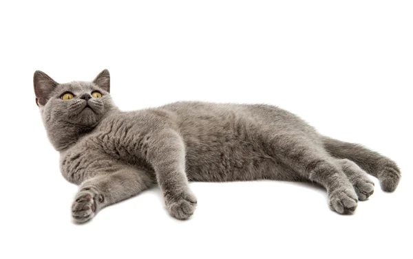イギリス灰色の猫 — ストック写真
