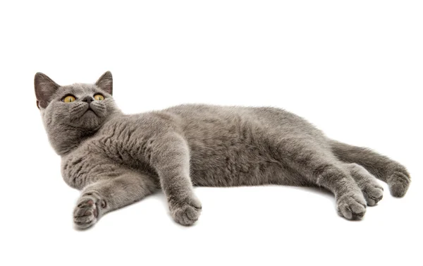 Britische graue Katze — Stockfoto