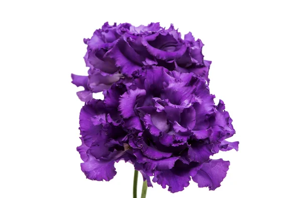 Vackra Eustomor blomma — Stockfoto