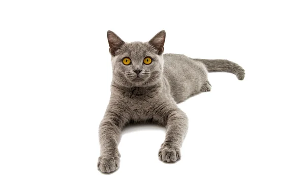 Gato gris británico — Foto de Stock