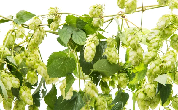 Hop branch with cones — Stock Photo, Image