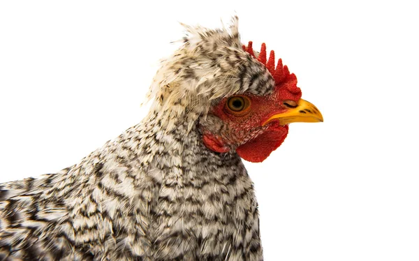 灰色の若い雄鶏 — ストック写真