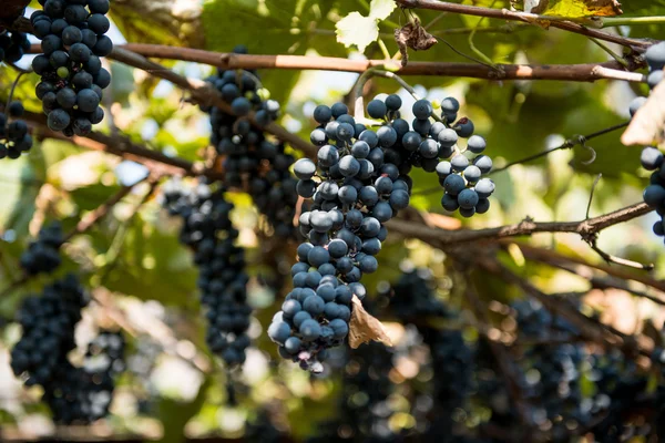 Uvas de cultivo naturaleza — Foto de Stock