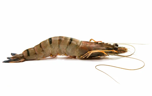 Tiger shrimp raw — Stock Photo, Image