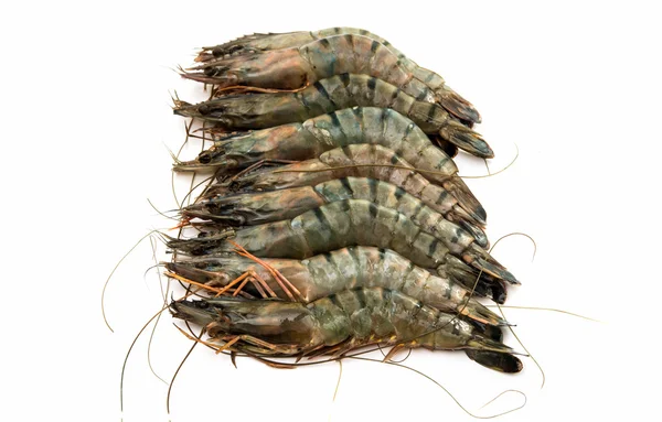 Tiger shrimp raw — Stock Photo, Image