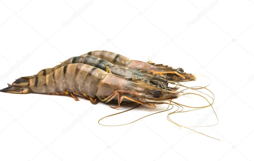 tiger shrimp raw