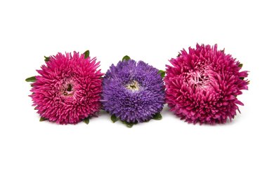 güzel çiçek aster 