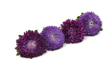 güzel çiçek aster 