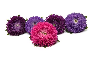 güzel çiçek aster 