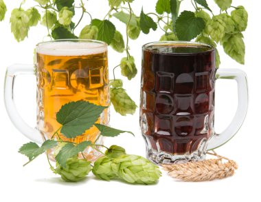 Bira gözlük hop koniler ile 