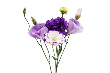 eustoma çiçek zerafeti