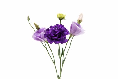 eustoma çiçek zerafeti