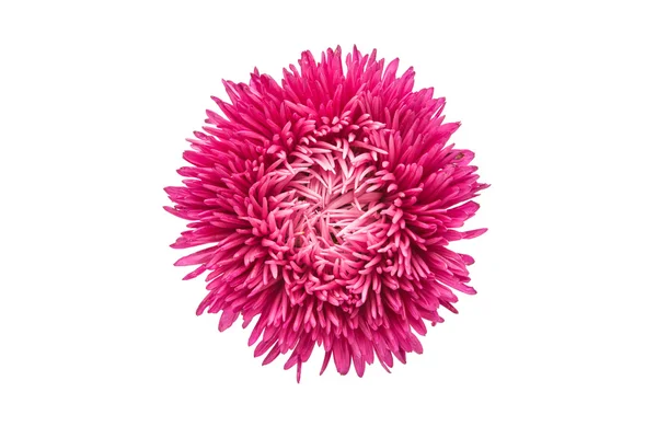 Piękny kwiat aster — Zdjęcie stockowe