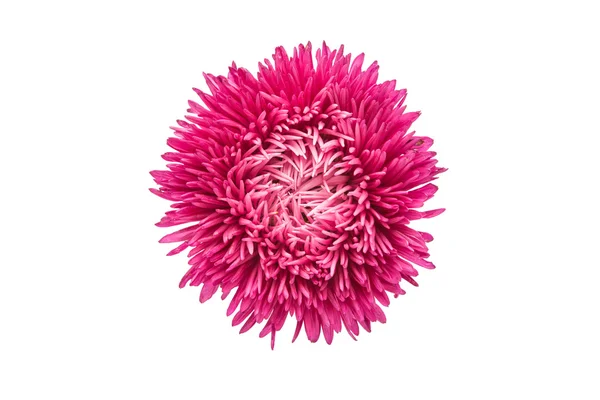 Schöne Blume Aster — Stockfoto