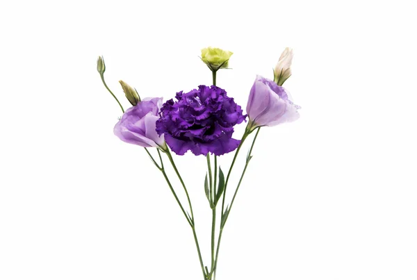 Eustoma çiçek zerafeti — Stok fotoğraf