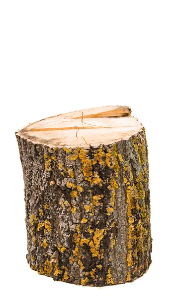 Drzewo drewno opałowe na białym tle — Zdjęcie stockowe