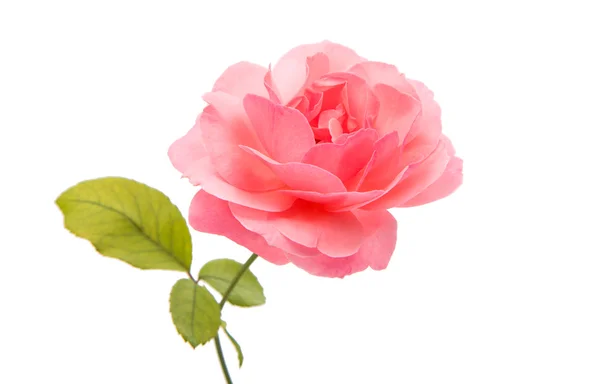 Rosa Rose isoliert — Stockfoto