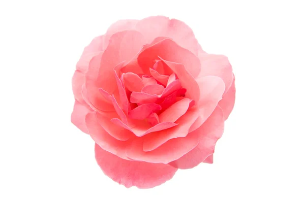 Roze roos geïsoleerd — Stockfoto