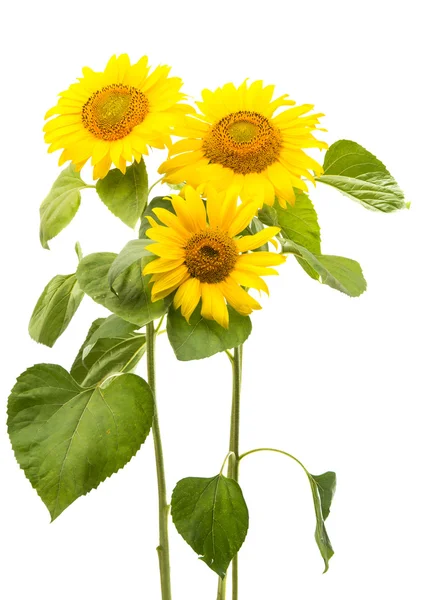 Flor de girasol aislada — Foto de Stock