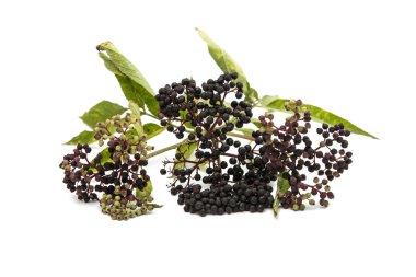 karahindiba güzellik botanik