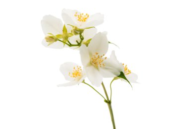 Yasemin çiçeği izole 