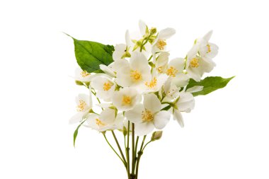 Yasemin çiçeği izole 