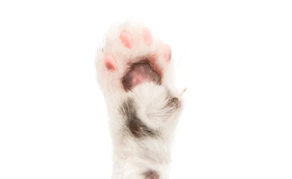 Animal de gatinho de pata — Fotografia de Stock