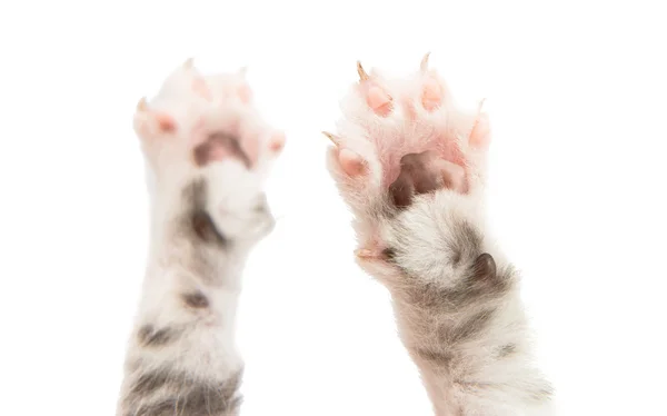 Πόδι ζώου γατάκι — Φωτογραφία Αρχείου