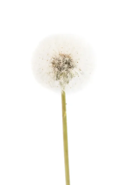 Dandelion beauty  botany — Stock Photo, Image