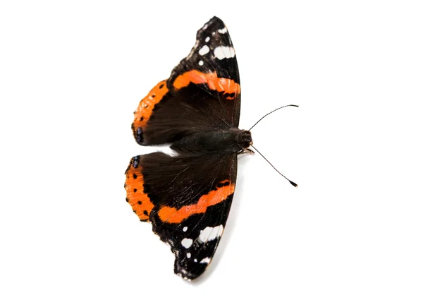 Papillon insecte animal — Photo