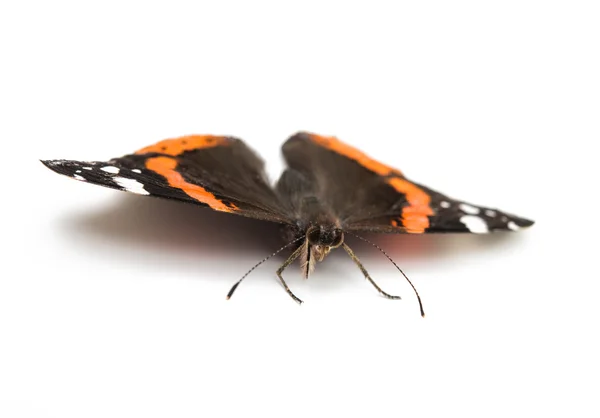 Inseto animal borboleta — Fotografia de Stock