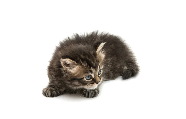 フワフワした小さな子猫 — ストック写真