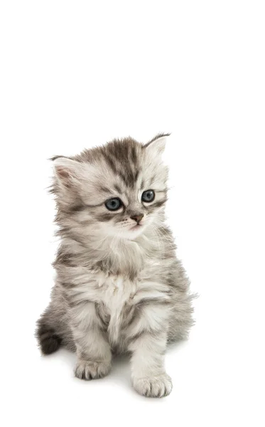 무성 한 작은 새끼 고양이 — 스톡 사진