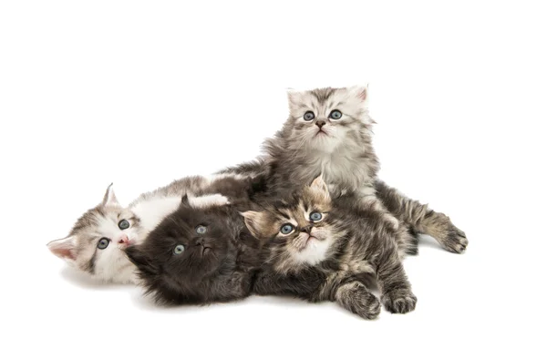 Fluffy little kittens — Stock Photo, Image