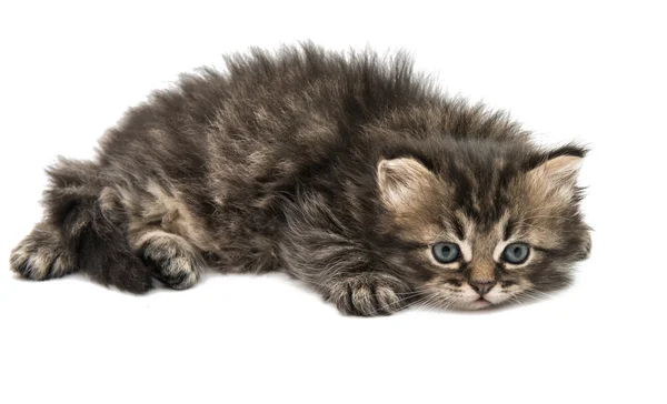 Fluffy little kittens — Stock Photo, Image