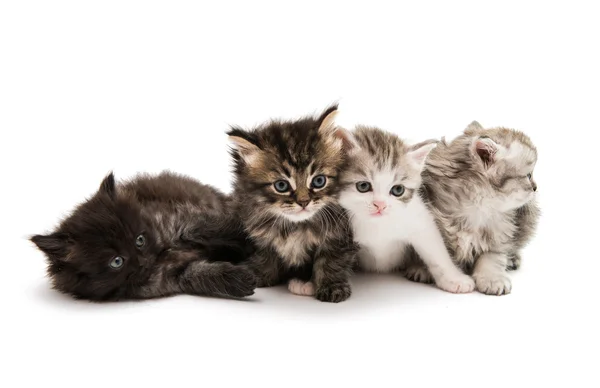 Pequeños gatitos esponjosos —  Fotos de Stock