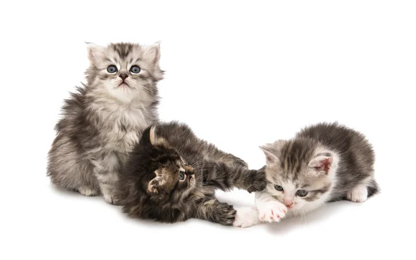 Flauschige kleine Kätzchen — Stockfoto